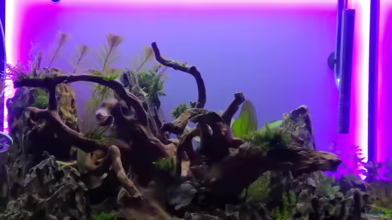 Aquarium Hauptansicht von Nature Rock Aquarium Hauptansicht von Nature Rock