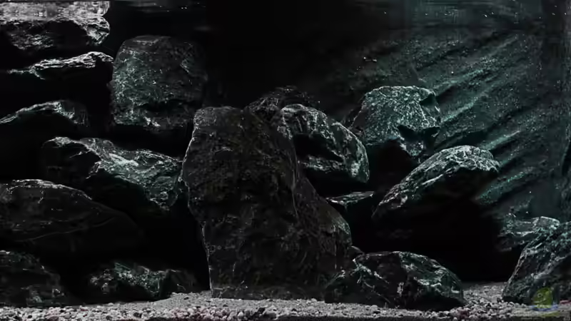 Aquarium Hauptansicht von Neolamprologus buescheri Artbecken Aquarium Hauptansicht von Neolamprologus buescheri Artbecken