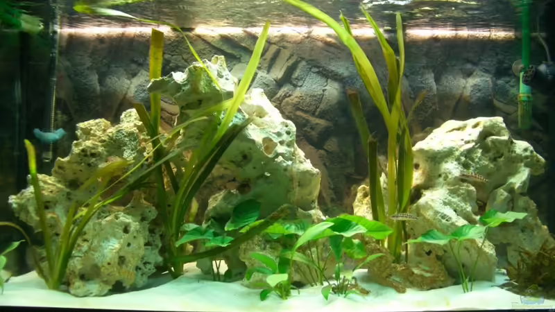 Aquarium Hauptansicht von Neolamprologus buescheri Artenbecken Aquarium Hauptansicht von Neolamprologus buescheri Artenbecken