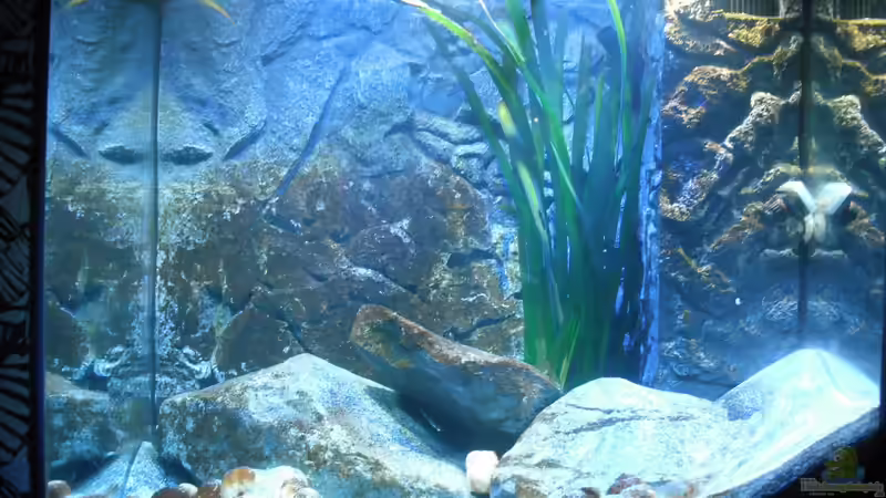 Aquarium Hauptansicht von Neolamprologus multifasciatus Aquarium Hauptansicht von Neolamprologus multifasciatus