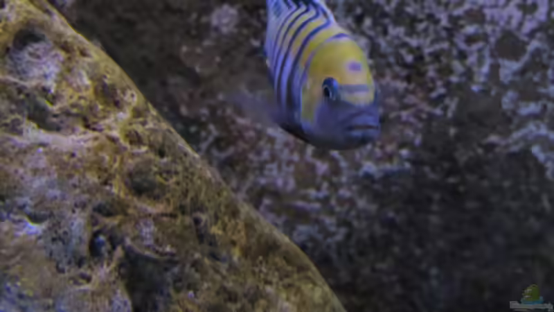 Aquarium Hauptansicht von neue Malawipfütze Aquarium Hauptansicht von neue Malawipfütze