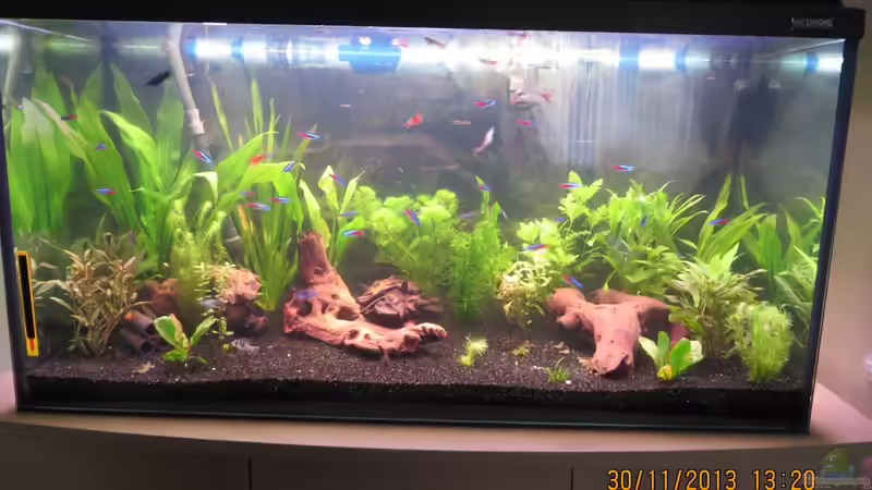 Aquarium Hauptansicht von neueingerichtet Aquarium Hauptansicht von neueingerichtet