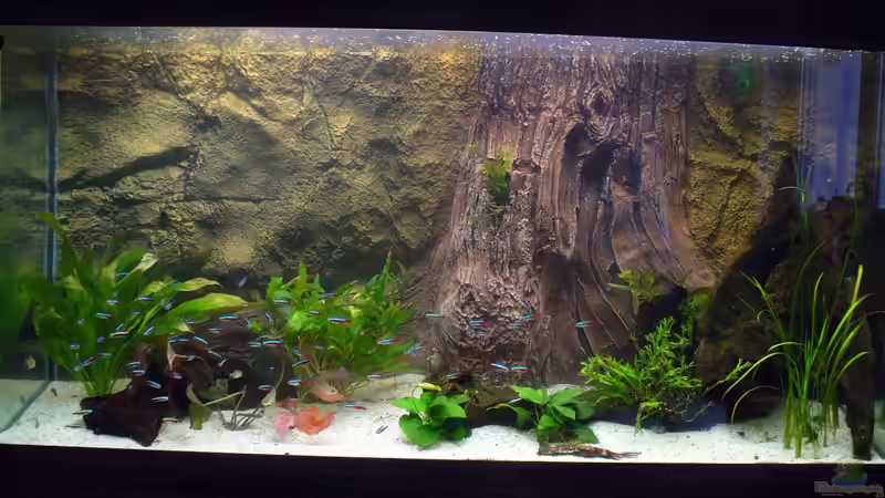 Aquarium Hauptansicht von Neueinrichtung nach Umzug Aquarium Hauptansicht von Neueinrichtung nach Umzug