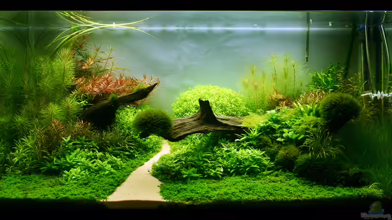 Aquarium Hauptansicht von Never-Never Land Aquarium Hauptansicht von Never-Never Land