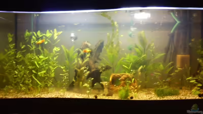 Aquarium Hauptansicht von New World Gesellschaftsbecken Aquarium Hauptansicht von New World Gesellschaftsbecken