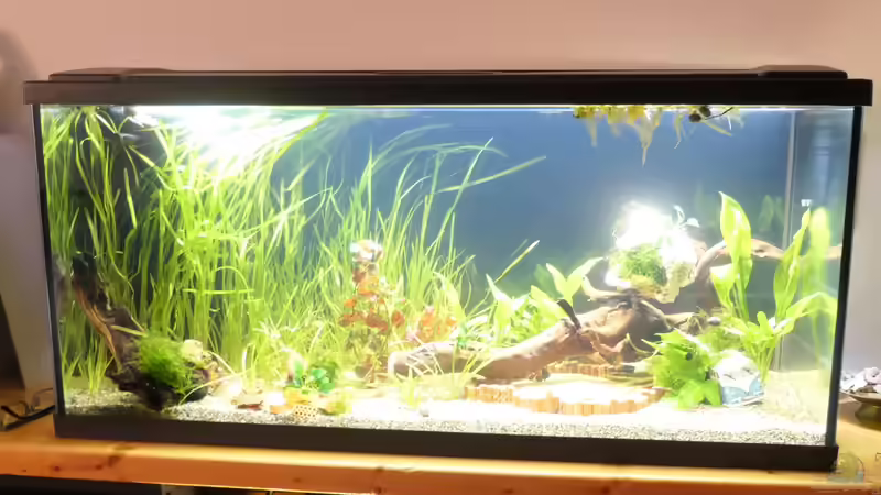 Aquarium Hauptansicht von Niephauser Bachtal Aquarium Hauptansicht von Niephauser Bachtal