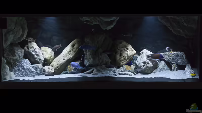 Aquarium Hauptansicht von Non-Mbuna Malawi 576 Liter Aquarium Hauptansicht von Non-Mbuna Malawi 576 Liter