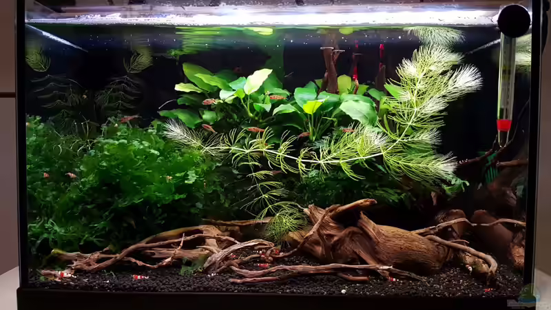 Aquarium Hauptansicht von Notfallbecken Aquarium Hauptansicht von Notfallbecken