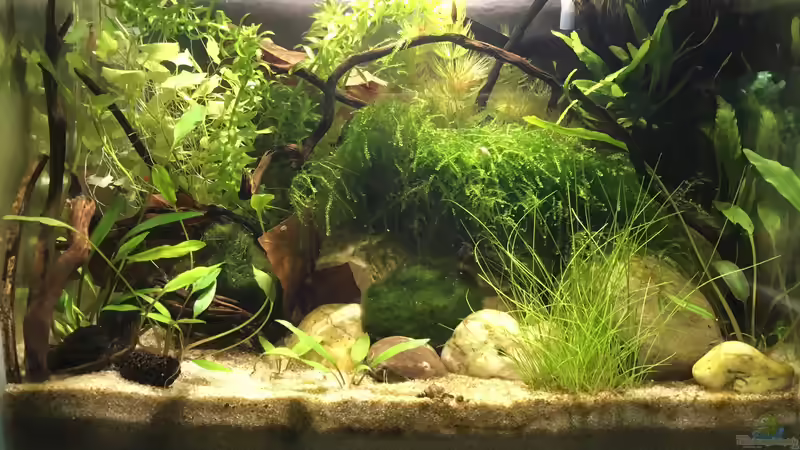 Aquarium Hauptansicht von Notfallbecken Aquarium Hauptansicht von Notfallbecken