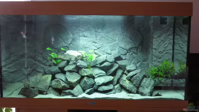 Aquarium Hauptansicht von Nürnberg-Malawi Aquarium Hauptansicht von Nürnberg-Malawi