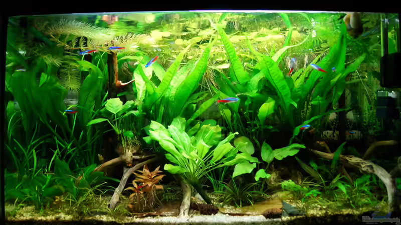 Aquarium Hauptansicht von Nur noch Beispiel Aquarium Hauptansicht von Nur noch Beispiel