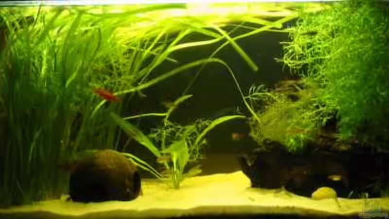 Aquarium Hauptansicht von nur noch Beispiel Aquarium Hauptansicht von nur noch Beispiel