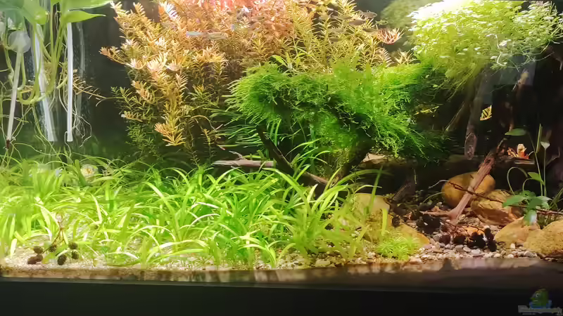 Aquarium Hauptansicht von Nur noch ein Beispiel für euch Aquarium Hauptansicht von Nur noch ein Beispiel für euch