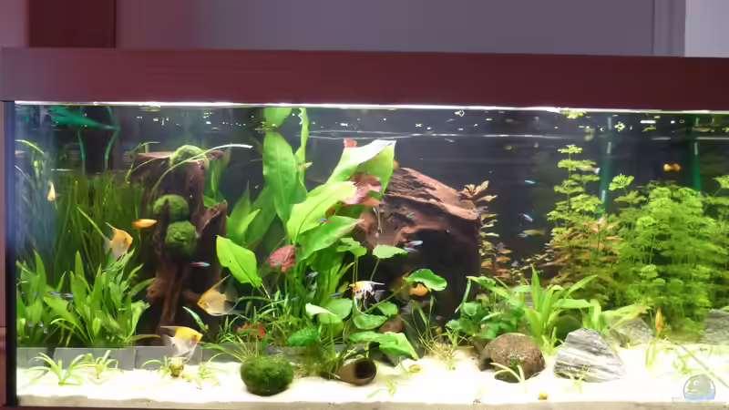 Aquarium Hauptansicht von Nur noch ein Beispiel/steht zum verkauf Aquarium Hauptansicht von Nur noch ein Beispiel/steht zum verkauf