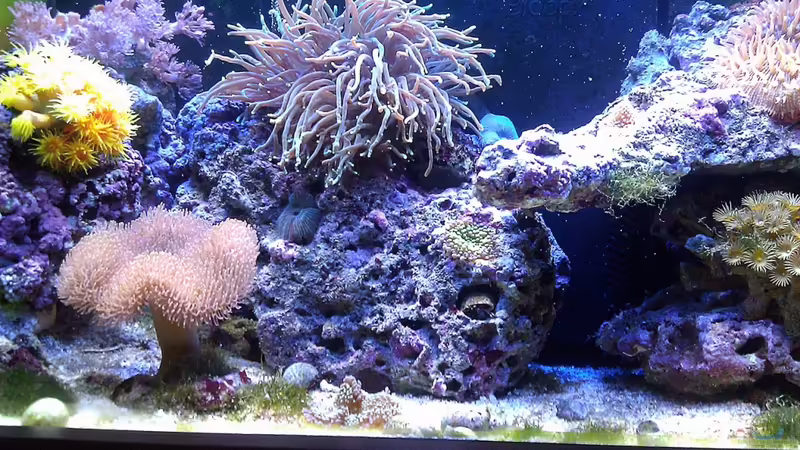 Aquarium Hauptansicht von Ocean Life Aquarium Hauptansicht von Ocean Life