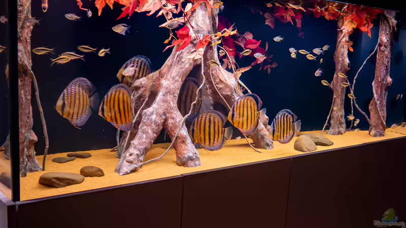 Aquarium Hauptansicht von Office 4.0 Aquarium Hauptansicht von Office 4.0