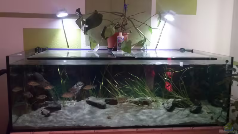 Aquarium Hauptansicht von Otopharynx fast wie zu Hause Aquarium Hauptansicht von Otopharynx fast wie zu Hause