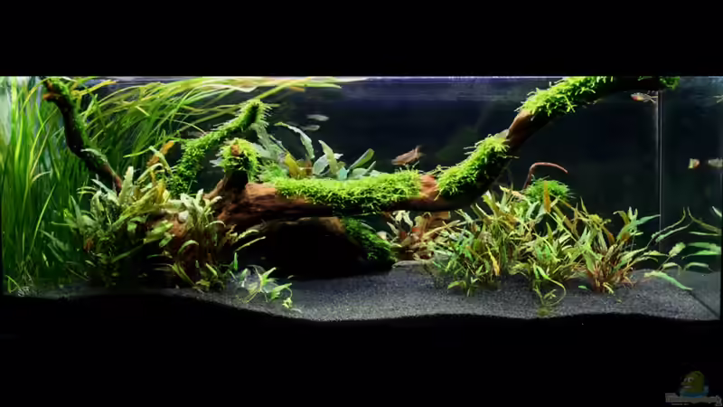 Aquarium Hauptansicht von Outback Aquarium Hauptansicht von Outback