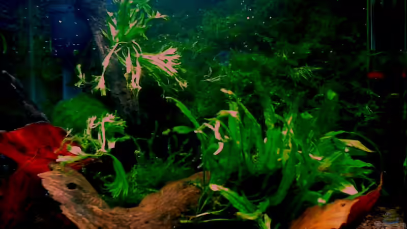 Aquarium Hauptansicht von Panorama Aquarium Hauptansicht von Panorama