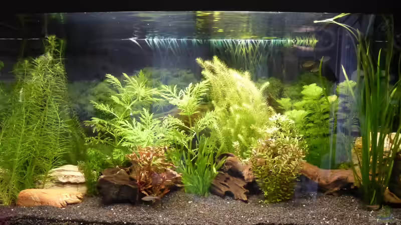 Aquarium Hauptansicht von Papa's Erbe Aquarium Hauptansicht von Papa's Erbe