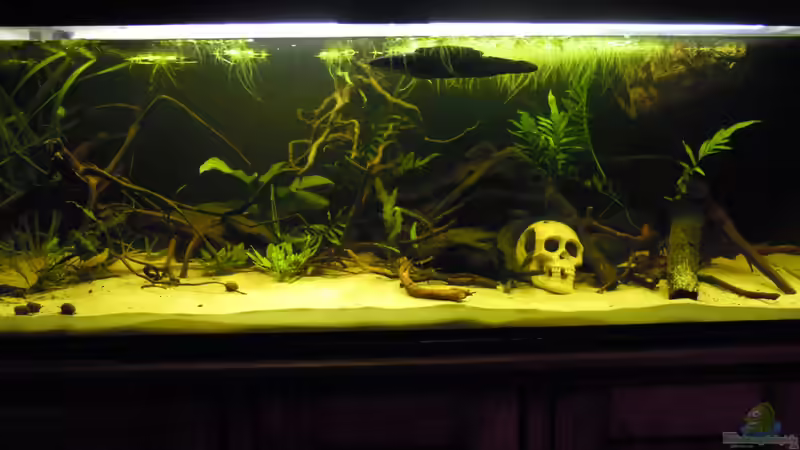 Aquarium Hauptansicht von Parachanna obscura Aquarium Hauptansicht von Parachanna obscura