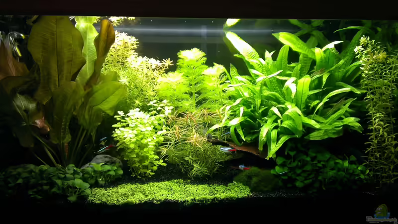 Aquarium Hauptansicht von Pelvis home Aquarium Hauptansicht von Pelvis home