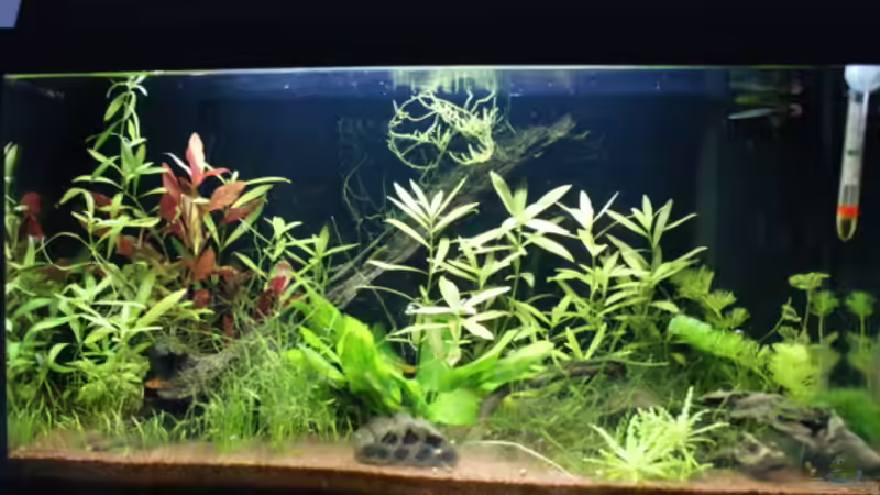 Aquarium Hauptansicht von Perlhuhn-Paradies Aquarium Hauptansicht von Perlhuhn-Paradies