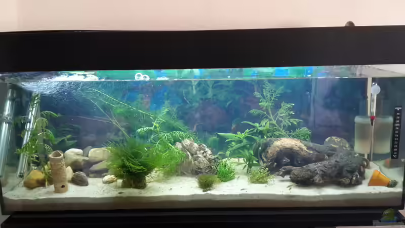 Aquarium Hauptansicht von Perlhuhnbärblingtraum (existiert nicht mehr) Aquarium Hauptansicht von Perlhuhnbärblingtraum (existiert nicht mehr)