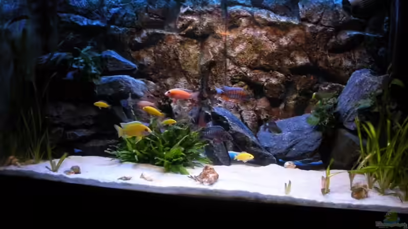 Aquarium Hauptansicht von Peter´s bunte Kiste Aquarium Hauptansicht von Peter´s bunte Kiste