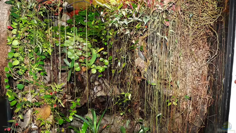 Aquarium Hauptansicht von Pflanzen-Terrarium Aquarium Hauptansicht von Pflanzen-Terrarium