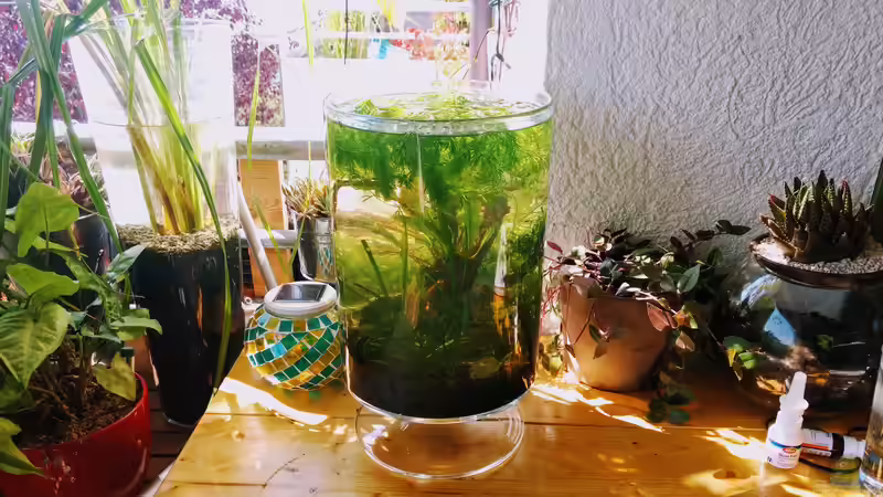 Aquarium Hauptansicht von Pfütze (AUFGELÖST) Aquarium Hauptansicht von Pfütze (AUFGELÖST)