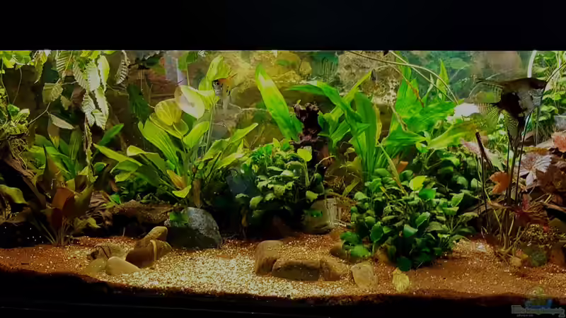 Aquarium Hauptansicht von Phantasia Aquarium Hauptansicht von Phantasia