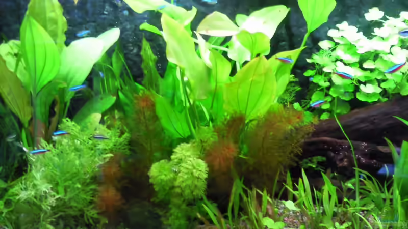 Aquarium Hauptansicht von Pia und Basty Aquarium Hauptansicht von Pia und Basty