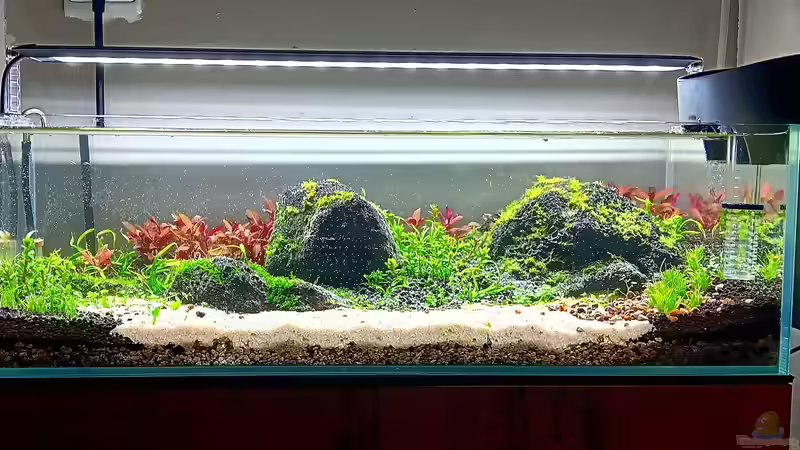 Aquarium Hauptansicht von Piha Beach Aquarium Hauptansicht von Piha Beach