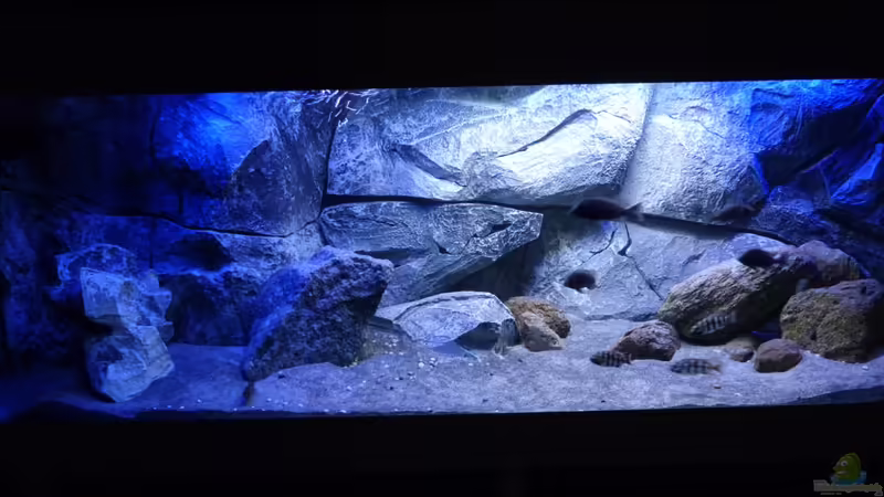 Aquarium Hauptansicht von Placidochromis Dream aufgelöst Aquarium Hauptansicht von Placidochromis Dream aufgelöst