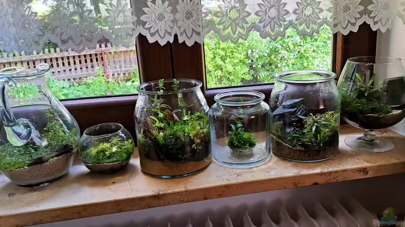 Aquarium Hauptansicht von Plants and Stones-aufgelöst- Aquarium Hauptansicht von Plants and Stones-aufgelöst-