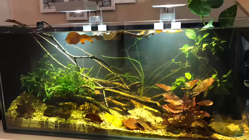 Aquarium Hauptansicht von Pool Malebo Kongo Aquarium Hauptansicht von Pool Malebo Kongo