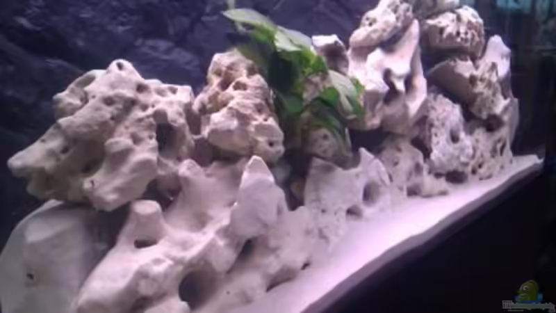 Aquarium Hauptansicht von Project Malawi © bkay13 Aquarium Hauptansicht von Project Malawi © bkay13