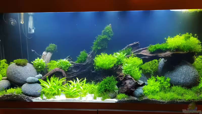 Aquarium Hauptansicht von Projekt grünes Wasserbecken Aquarium Hauptansicht von Projekt grünes Wasserbecken