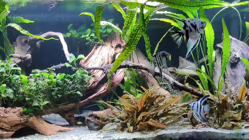 Aquarium Hauptansicht von Proxima südamerika Aquarium Hauptansicht von Proxima südamerika