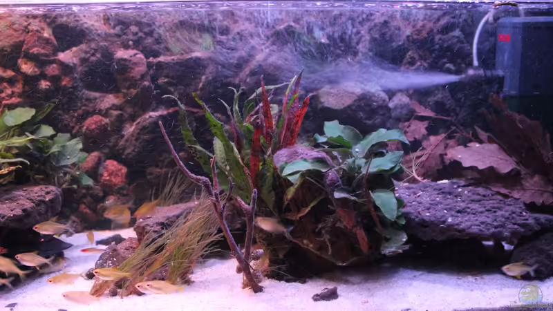 Aquarium Hauptansicht von Pseudancistrus Heaven Aquarium Hauptansicht von Pseudancistrus Heaven