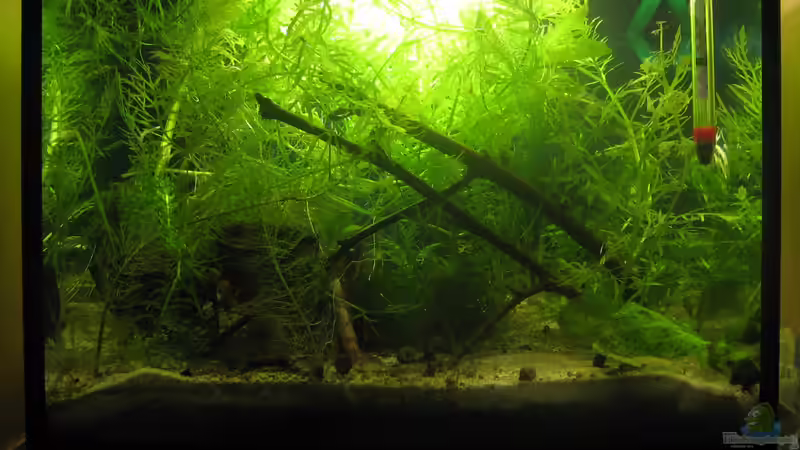 Aquarium Hauptansicht von Pseudepiplatys annulatus (existiert nicht mehr) Aquarium Hauptansicht von Pseudepiplatys annulatus (existiert nicht mehr)