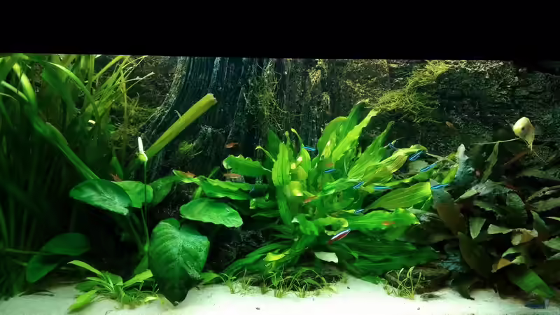 Aquarium Hauptansicht von pure nature - amazonas Aquarium Hauptansicht von pure nature - amazonas