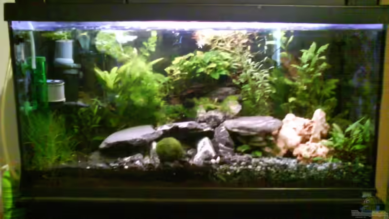 Aquarium Hauptansicht von Radargarnelen Aquarium Hauptansicht von Radargarnelen