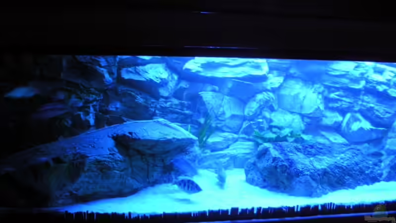 Aquarium Hauptansicht von Räuber aus dem Werder.... ähmm Malawisee Aquarium Hauptansicht von Räuber aus dem Werder.... ähmm Malawisee