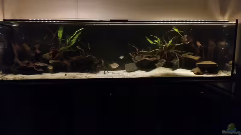 Aquarium Hauptansicht von Räuberbecken Aquarium Hauptansicht von Räuberbecken