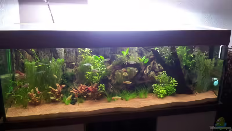 Aquarium Hauptansicht von Rainbow`s home (Nurnoch Beispiel) Aquarium Hauptansicht von Rainbow`s home (Nurnoch Beispiel)