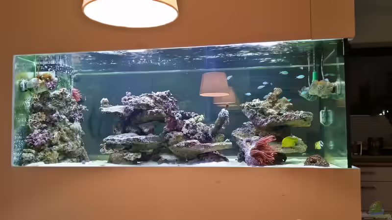 Aquarium Hauptansicht von Raumteiler Aquarium Hauptansicht von Raumteiler