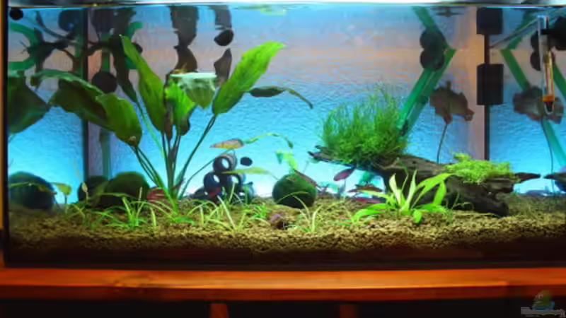 Aquarium Hauptansicht von Red Bee Becken Aquarium Hauptansicht von Red Bee Becken