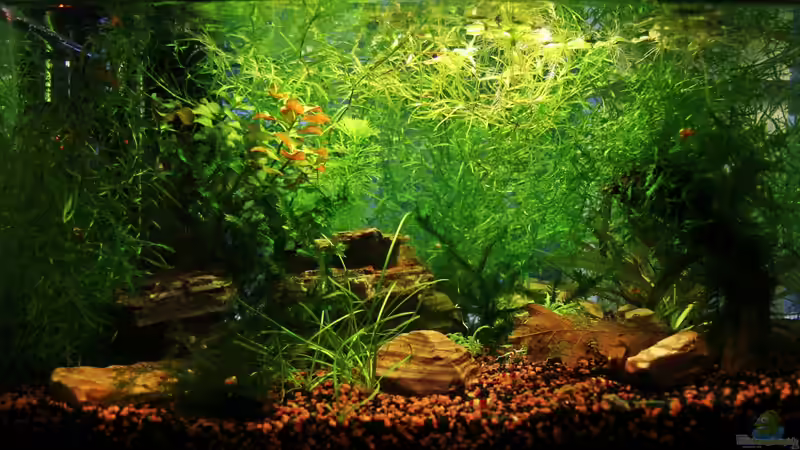 Aquarium Hauptansicht von Red Bee Garnelen Aquarium Hauptansicht von Red Bee Garnelen